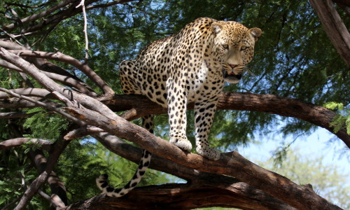 Bild-Nr: 10410135 Leopard im Baum Erstellt von: Helbig