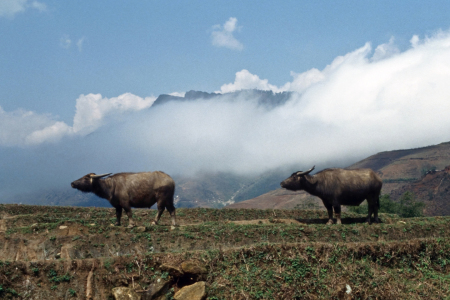 Bild-Nr: 10412299 waterbuffalo - vietnam Erstellt von: Captainsilva