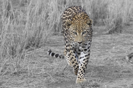 Bild-Nr: 10415349 Leopard in schwarz-weiss Erstellt von: sasowewi