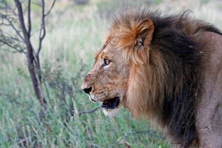 Bild-Nr: 10416549 Kalahari Löwe Erstellt von: Manuel Schulz