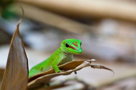 Bild-Nr: 10416685 Großer Madagaskar-Taggecko Erstellt von: Woelfchen