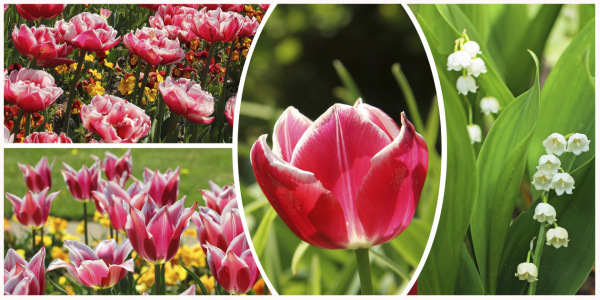 Bild-Nr: 10416713 Collage Tulpen Erstellt von: SusaZoom