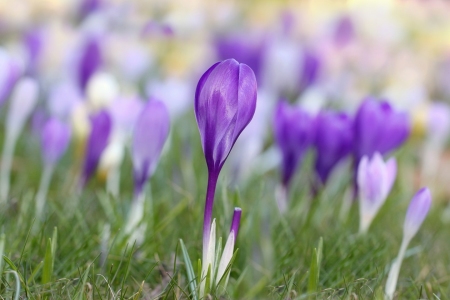 Bild-Nr: 10417093 Frühlingswiese Erstellt von: Renate Knapp