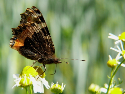 Bild-Nr: 10421461 Schönheit des Sommers Erstellt von: Ostfriese