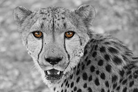 Bild-Nr: 10423325 Portrait eines Geparden Erstellt von: sasowewi