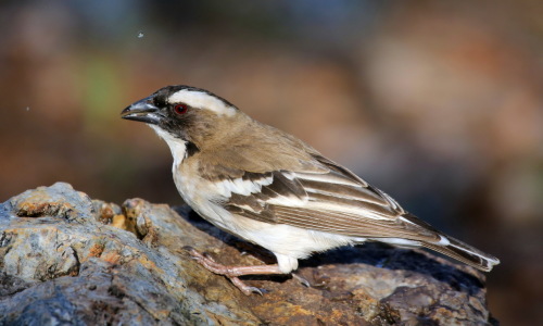 Bild-Nr: 10423905 Webervogel an der Tränke Erstellt von: Helbig