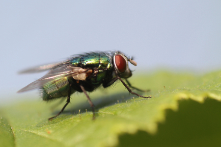 Bild-Nr: 10424771 Fliege Erstellt von: Gerhard Albicker