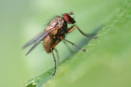 Bild-Nr: 10424785 Fliege II Erstellt von: Gerhard Albicker