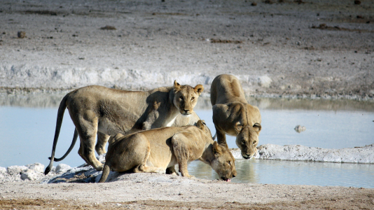 Bild-Nr: 10426037 Löwenrudel am Wasserloch Erstellt von: mpenzi