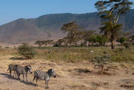Bild-Nr: 10427001 Ngorongoro Krater Erstellt von: wcezanne