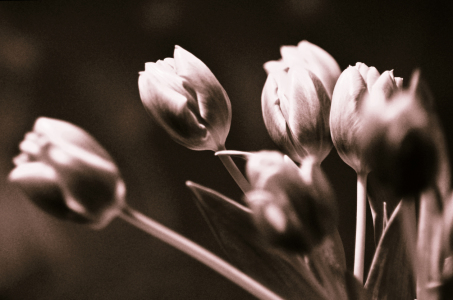 Bild-Nr: 10429657 tulips monochrom Erstellt von: Captainsilva