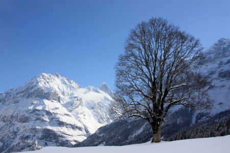 Bild-Nr: 10430239 Ahorn vor Schreckhorn Erstellt von: Bettina Schnittert