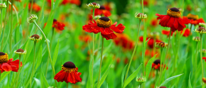 Bild-Nr: 10430653 Blumenwiese Erstellt von: Atteloi