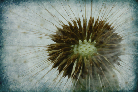 Bild-Nr: 10430895 Pusteblume Erstellt von: Uwe Jahn