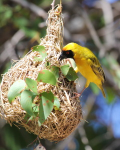 Bild-Nr: 10432751 Webervogel beim Nestbau Erstellt von: Helbig