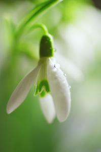 Bild-Nr: 10432815 Frühjahrsblumen Erstellt von: Tanja Riedel