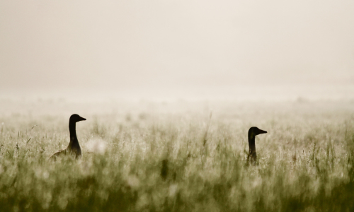 Bild-Nr: 10432837 Gänse Erstellt von: Jana Behr