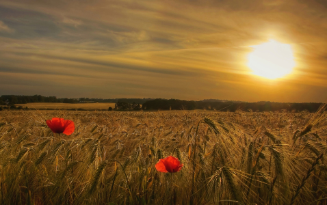 Bild-Nr: 10434549 Abend im Kornfeld Erstellt von: Kibo