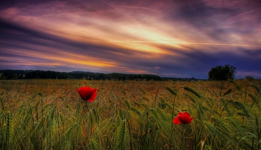 Bild-Nr: 10434559 Abendhimmel im Kornfeld Erstellt von: Kibo