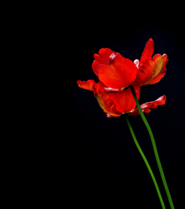 Bild-Nr: 10434921 rote Tulpen #2 Erstellt von: danielschoenen