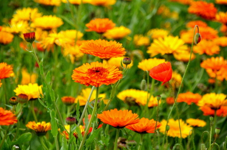 Bild-Nr: 10435163 Ringelblumen Erstellt von: GUGIGEI