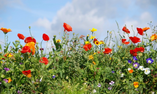 Bild-Nr: 10435197 Bunte Sommerwiese  Erstellt von: GUGIGEI