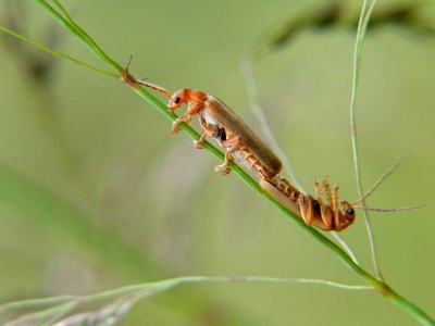 Bild-Nr: 10435713 Brauner Weichkäfer Erstellt von: Ostfriese