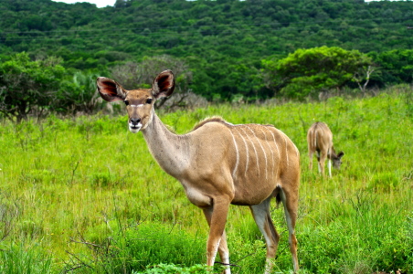 Bild-Nr: 10439428 Antilope Erstellt von: schub1973