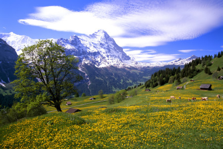 Bild-Nr: 10440176 Frühling im Berner Oberland Erstellt von: suteracher