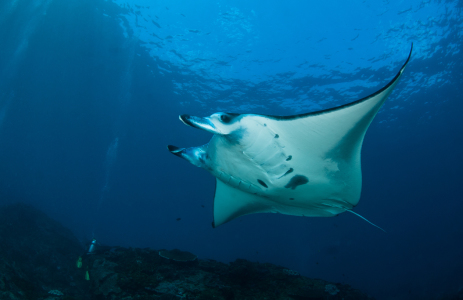 Bild-Nr: 10440486 Manta 2 Erstellt von: Weltunterwasser