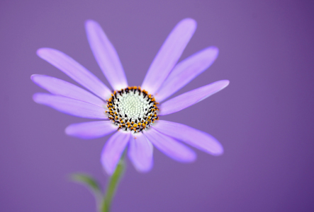 Bild-Nr: 10441234 MITTAGSBLUME (DOROTHEANTHUS BELLIDIFORMIS) Erstellt von: Renate Knapp