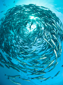 Bild-Nr: 10441314 Fischschwarm Erstellt von: Weltunterwasser