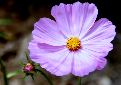 Bild-Nr: 10442278 Cosmea Erstellt von: GUGIGEI