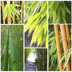Bild-Nr: 10445572 Bambus-Collage 2 Erstellt von: SusaZoom