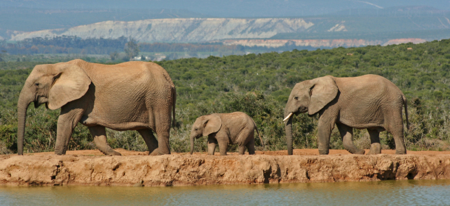 Bild-Nr: 10450544 Elefanten in Afrika Erstellt von: Manuel Schulz