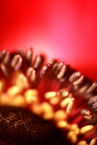 Bild-Nr: 10451660 Anemone Erstellt von: Saskia1981