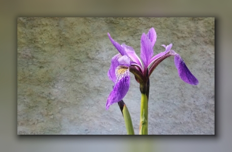 Bild-Nr: 10453518 Iris Erstellt von: falconer59