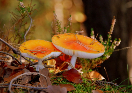 Bild-Nr: 10454896 .. im Wald .. Erstellt von: GUGIGEI