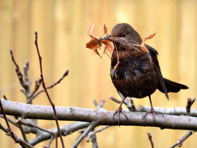 Bild-Nr: 10457004 Nestbauerin Erstellt von: Ostfriese