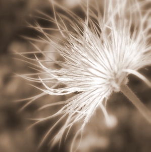 Bild-Nr: 10457952 Löwenzahn in sepia Erstellt von: Susanne Herppich