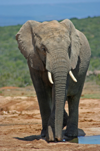 Bild-Nr: 10459122 Elefant Erstellt von: Manuel Schulz