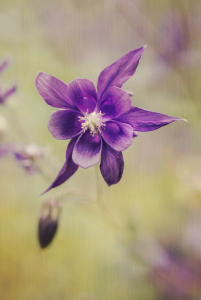 Bild-Nr: 10459852 akelei - aquilegia Erstellt von: augenWerk