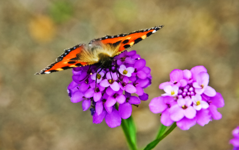 Bild-Nr: 10461630 Kleiner Fuchsschwanz Erstellt von: birdy