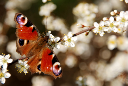 Bild-Nr: 10461644 Springtime Erstellt von: GUGIGEI