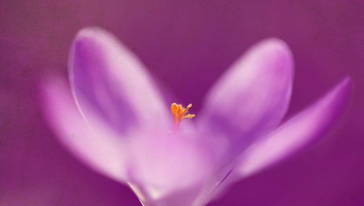 Bild-Nr: 10463270 Krokus Erstellt von: Renate Knapp