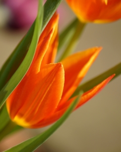 Bild-Nr: 10463606 Feurige Tulpen Erstellt von: youhaveadream