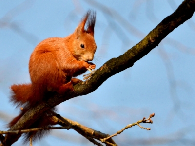 Bild-Nr: 10464408 Die Rinde schmeckt auch Erstellt von: Ostfriese