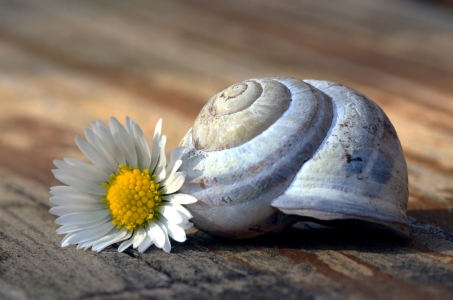 Bild-Nr: 10467894 Schneckenhaus mit Gänseblümchen  Erstellt von: Susanne Herppich