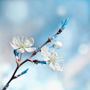 Bild-Nr: 10468368 Frühling Erstellt von: Atteloi