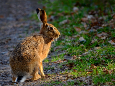 Bild-Nr: 10468896 Der Osterhase kommt Erstellt von: Ostfriese